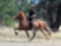 Icelandic horse