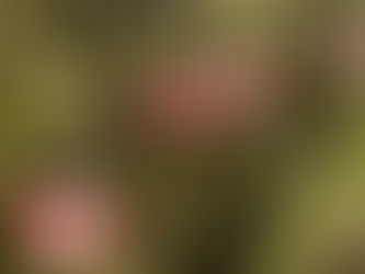 The Weight Left Behind: Brothers & Sisters-in-arms after a Completed Suicide