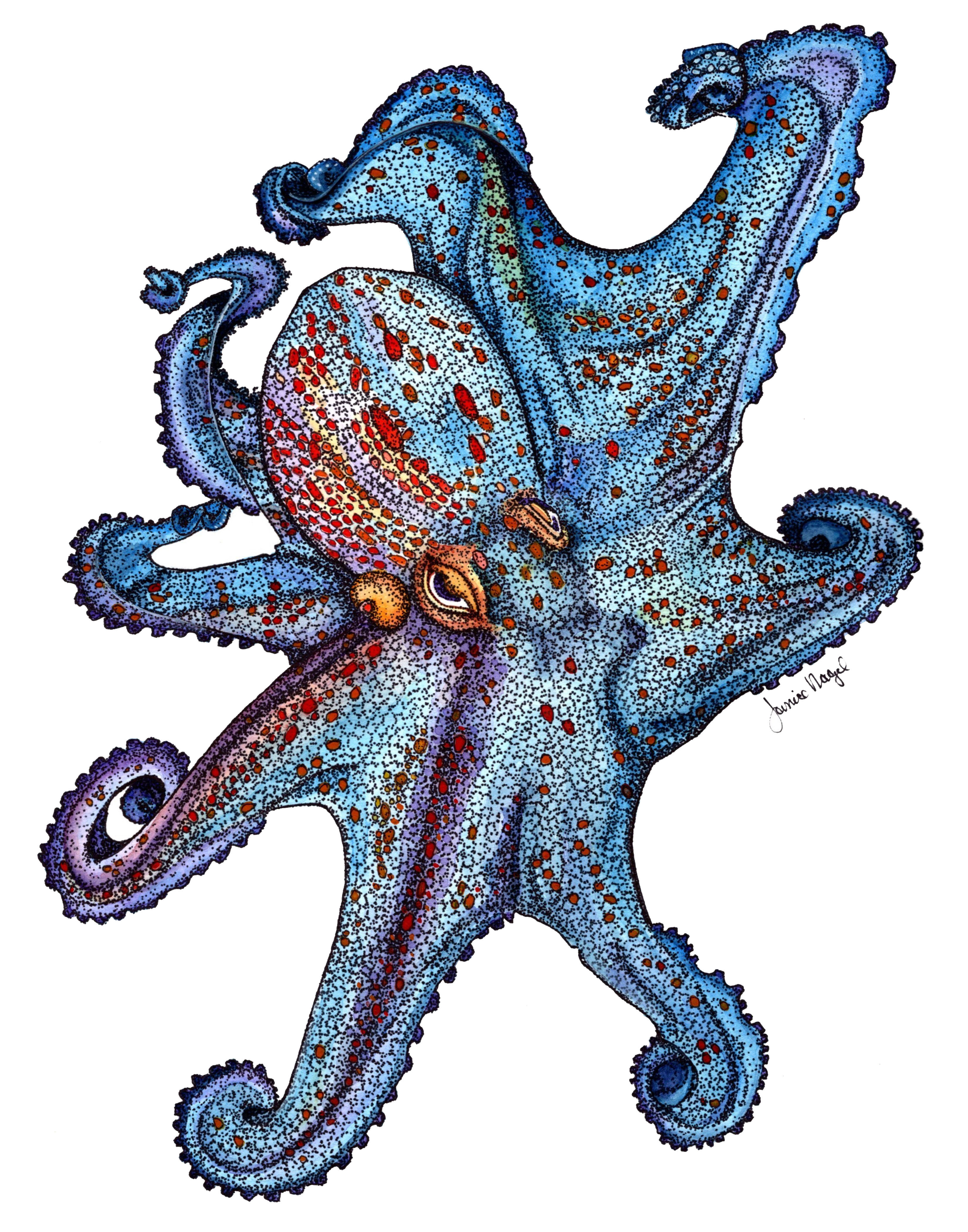 Octopus 3 Watercolor Matted Giclée Matted Print 8x10