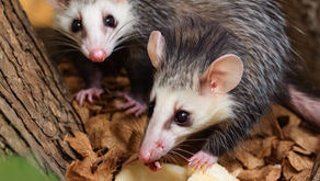 Eating Habits Article