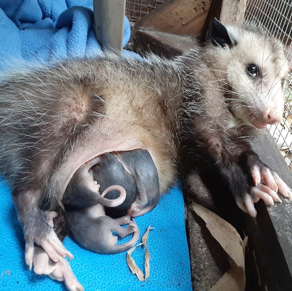 The Story Of Mama The Opossum 013d8e 7ee861449c744f9e86771164f4d6b29c~mv2