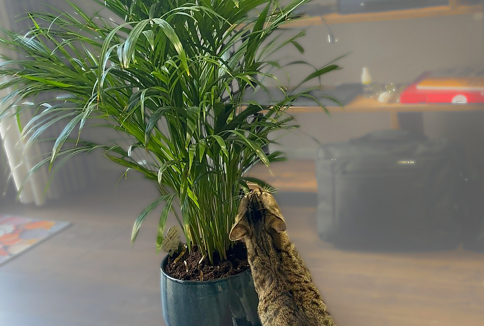 تصميم بدون عنوان (37).png