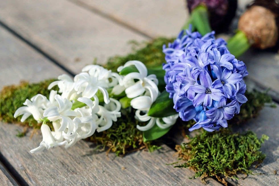 hyacinth-2119049_1280.jpg