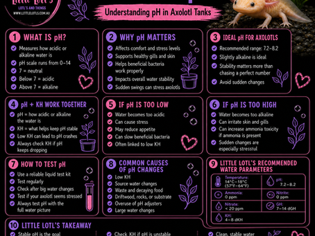 What Is pH infographic by Little Lotl’s, an Australian axolotl and freshwater aquarium store, explaining pH in axolotl tanks, ideal pH range 7.2–8.2, how pH affects gills, stress, beneficial bacteria and water stability, why KH helps prevent pH crashes, how to test pH and recommended axolotl water parameters.