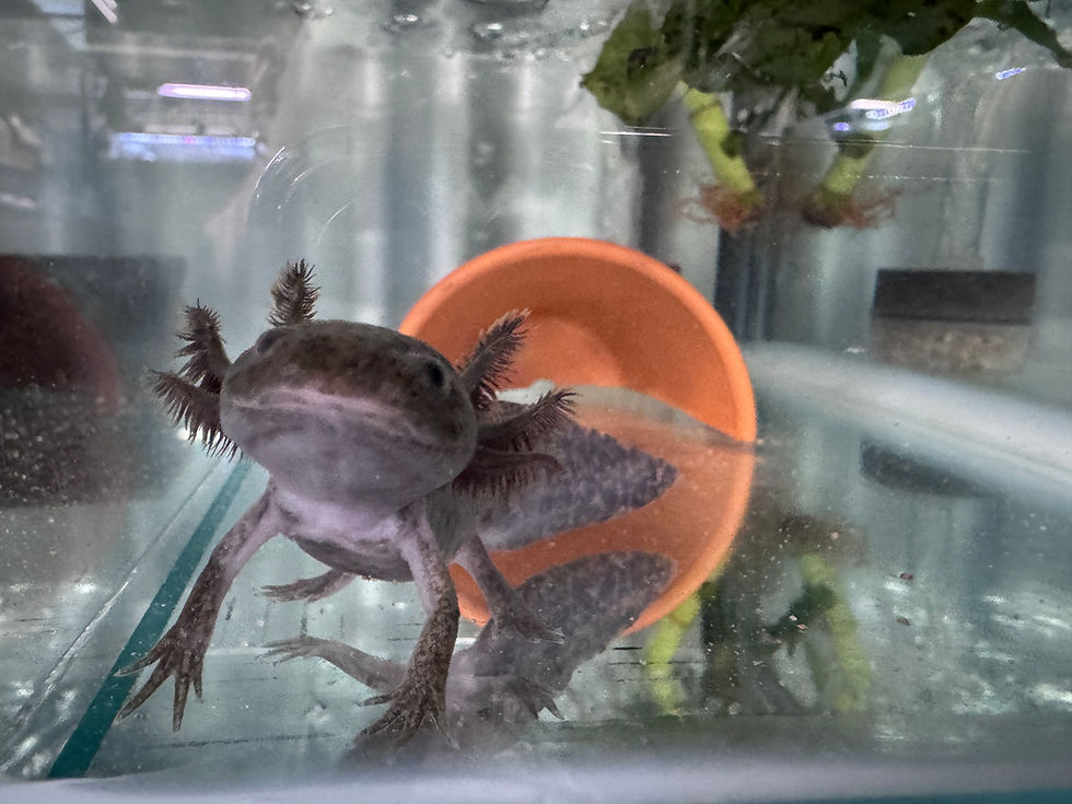 How to Maintain Axolotl Water Quality in Australia