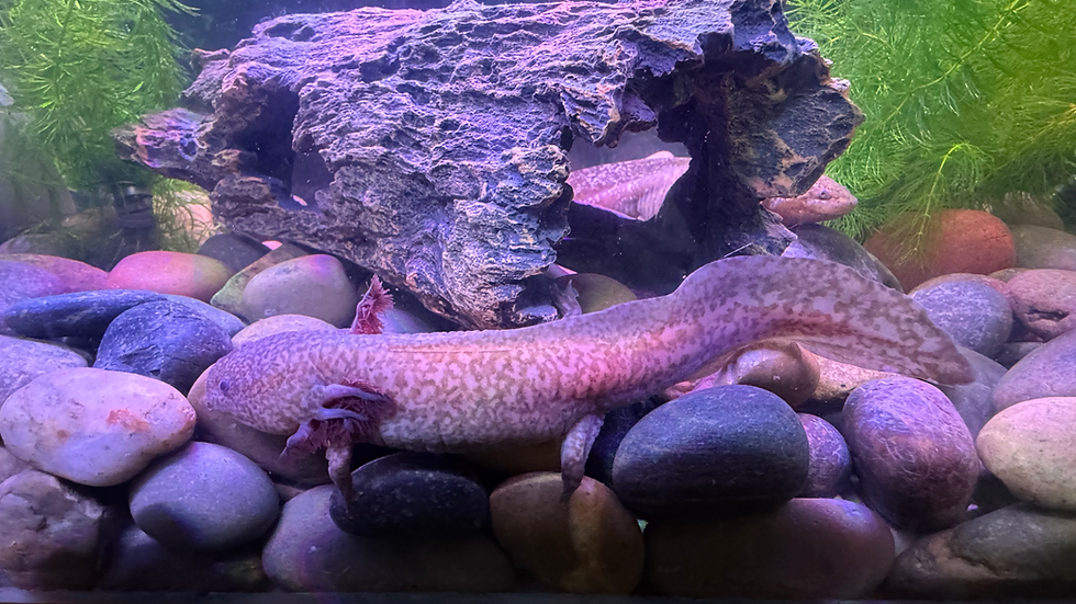 Close-up view of an axolotl resting on aquarium gravel