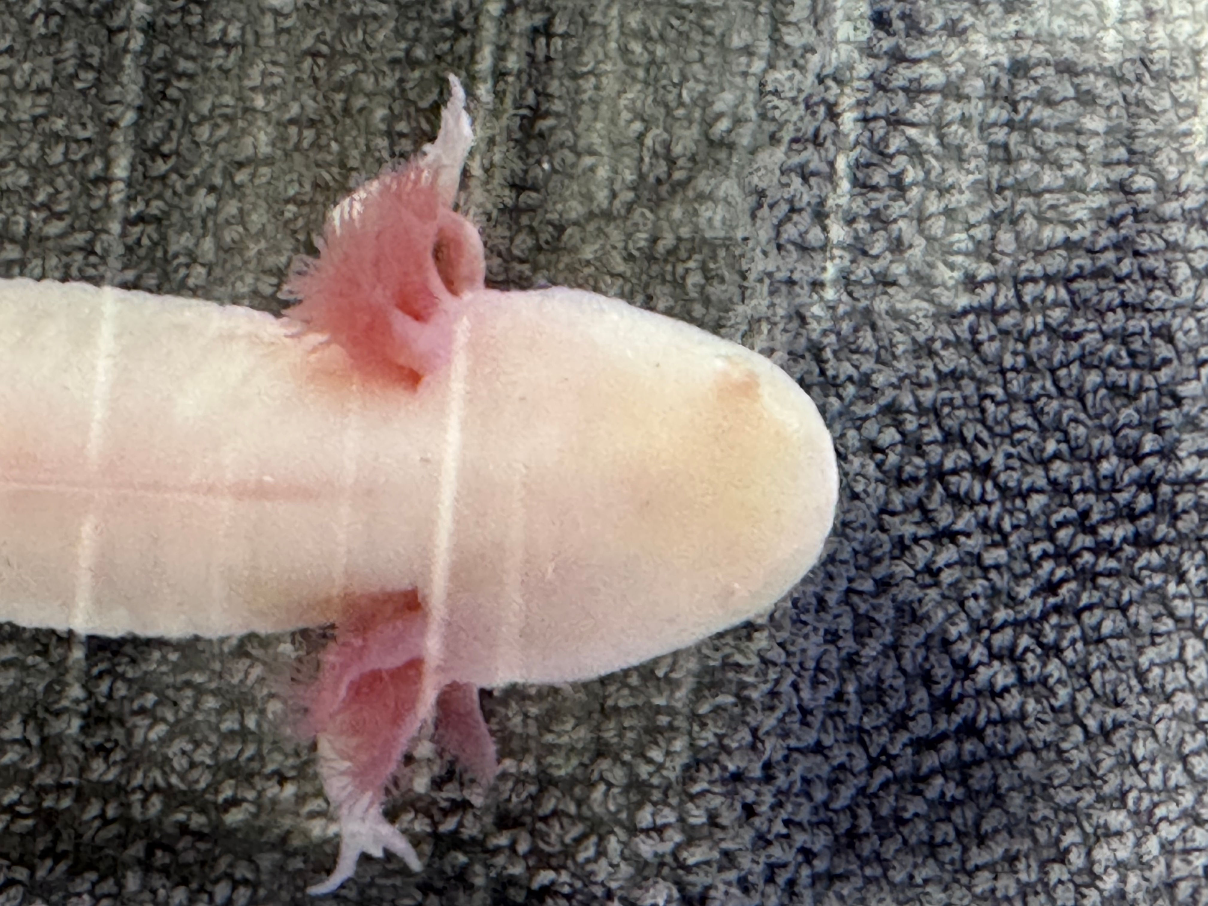 “Henley” Axanthic Albino Male