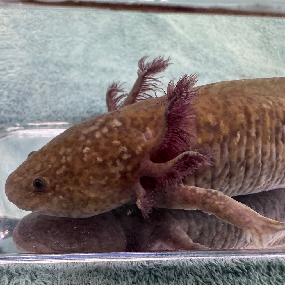 Thumbnail: Ozzie Copper Male