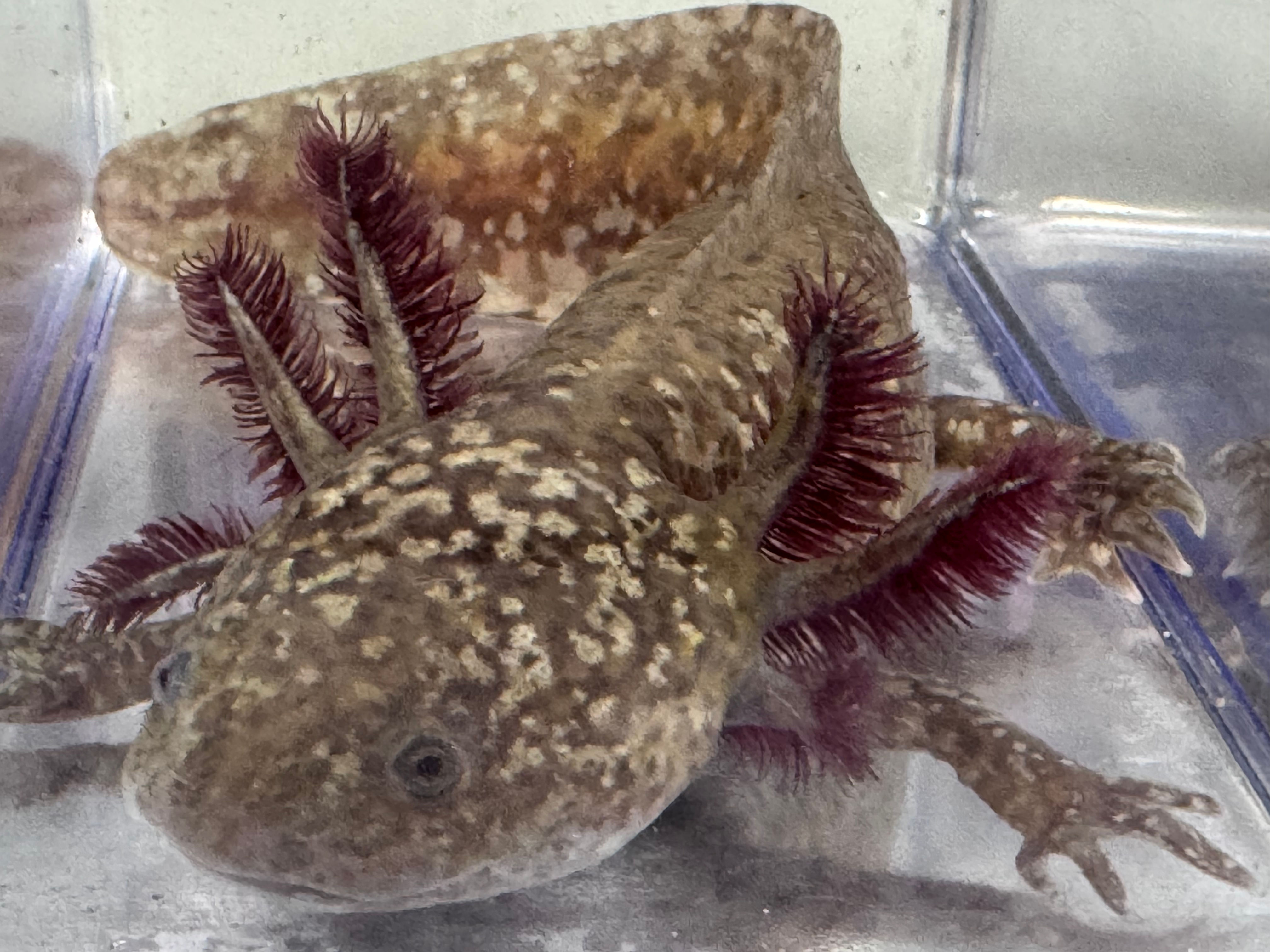 “Lenny” High Iridophore Copper Male
