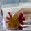Thumbnail: “Squishy” Hypo Copper Axolotl