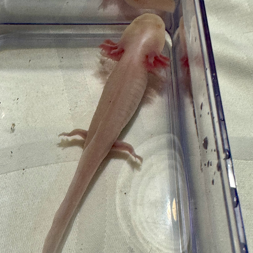 Thumbnail: “Marshmallow” Axanthic  Albino 