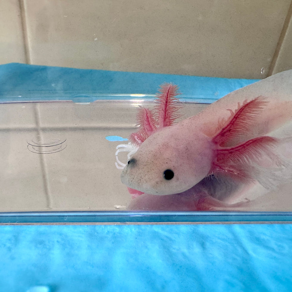 Pop Corn dirty leucistic axolotl with pale colouring, dark speckling and feathery gills at Little Lotl’s Australia