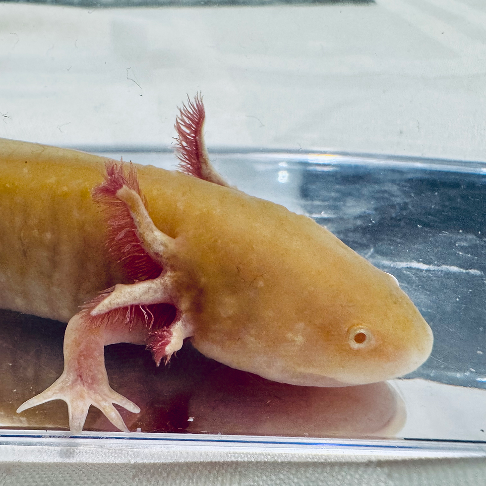 Thumbnail: “Flick” Axanthic golden Albino 