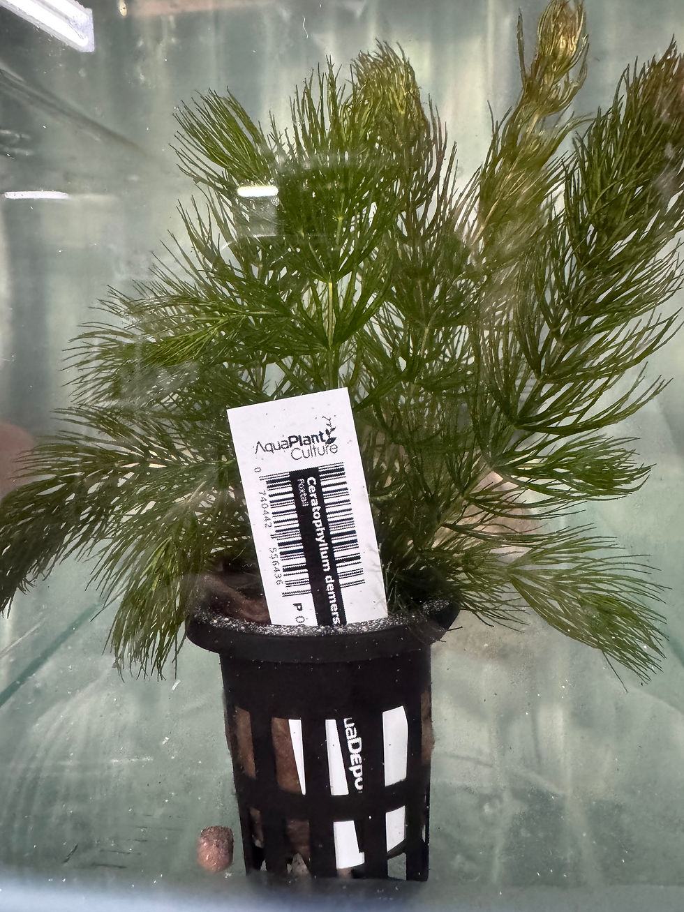 Foxtail live aquarium plant in pots for freshwater aquariums, axolotls and planted tanks.