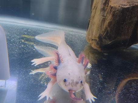 Axolotl eating a worm