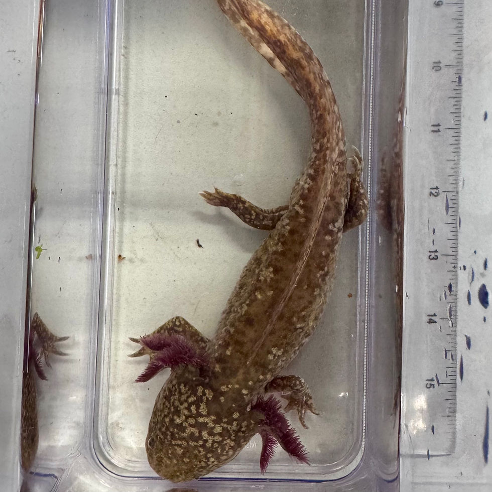Thumbnail: “Lenny” High Iridophore Copper Male