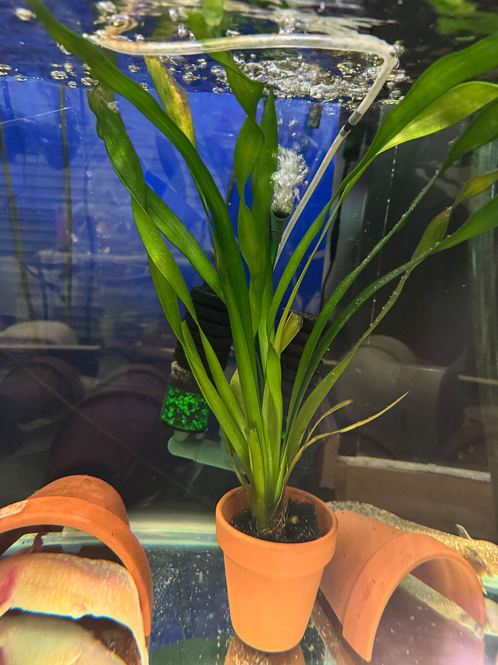 Thumbnail: Medium Jungle Vallisneria live aquarium plant with ribbon leaves for freshwater aquariums.