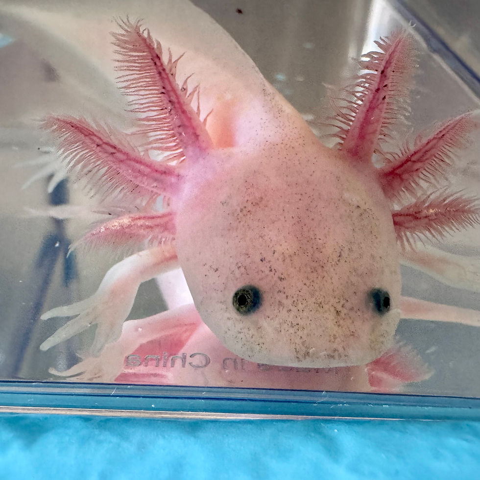 Chuppa Chup dirty leucistic axolotl with pale colouring, dark speckling and feathery gills at Little Lotl’s Australia