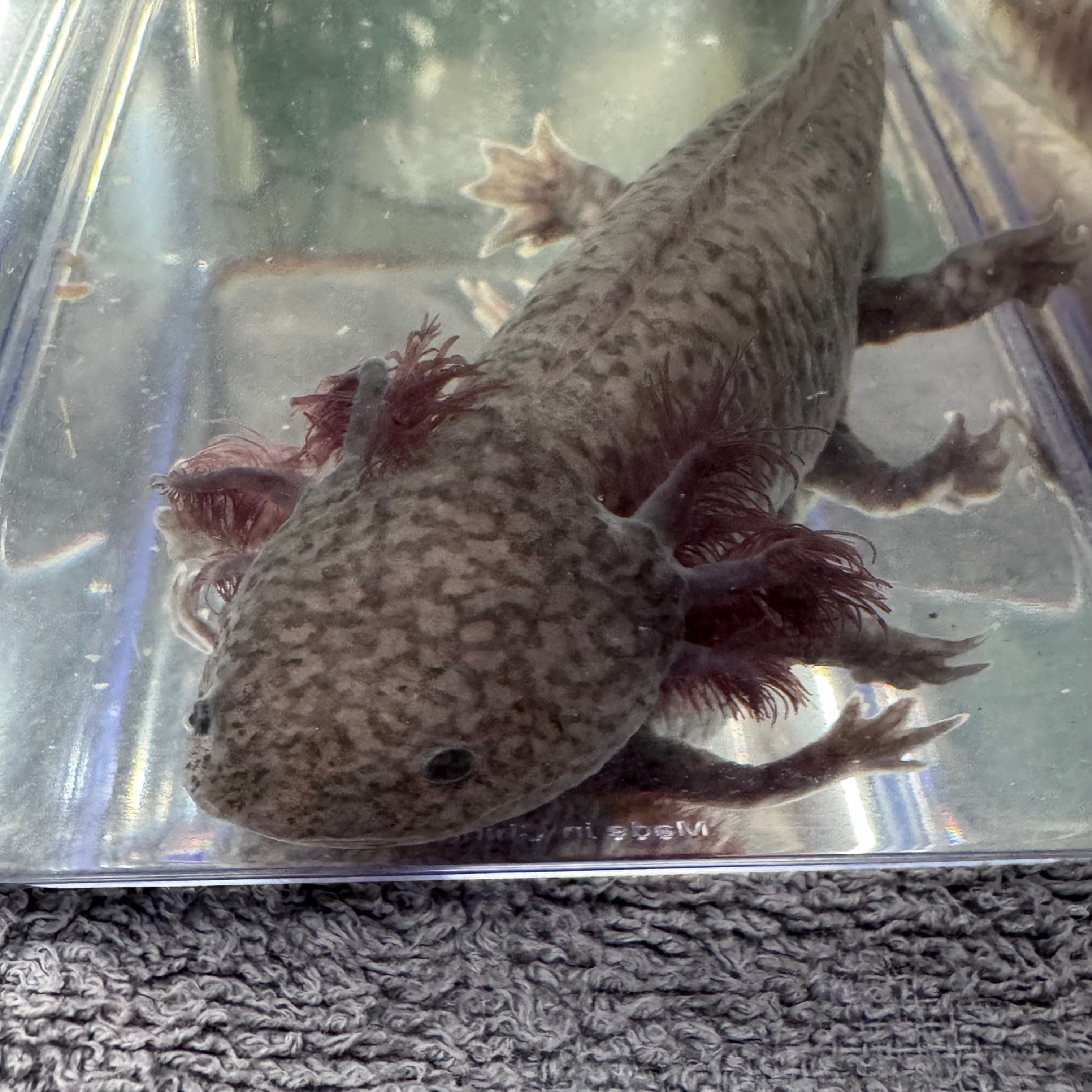 Gizmo Axanthic Copper Male Axolotl with smoky colouring, full gills and a distinctive cranial glow.