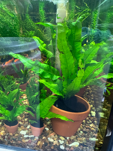 Java Fern Decorative Large Potted Java fern | Little Lotl's