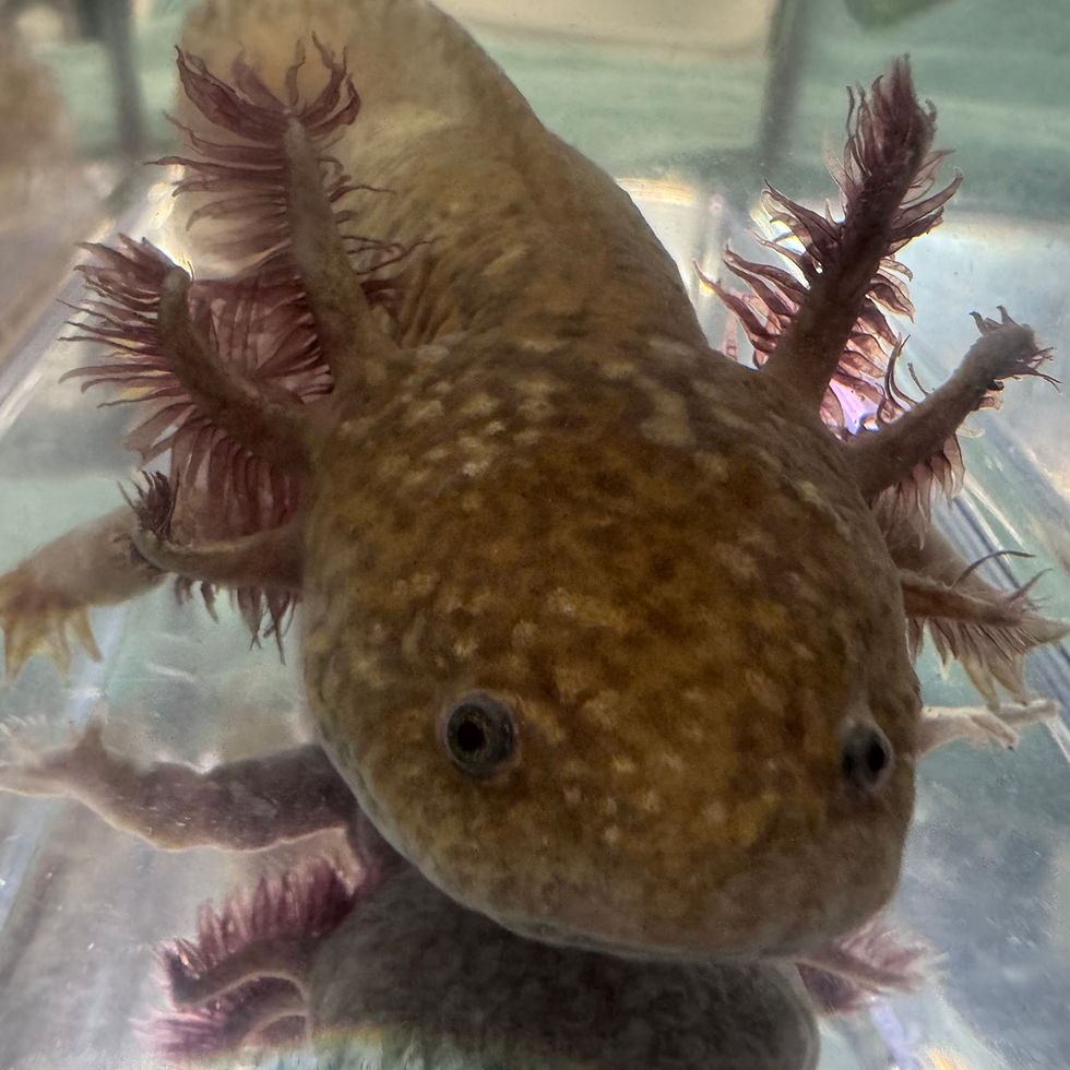 Thumbnail: Ozzie Copper Male