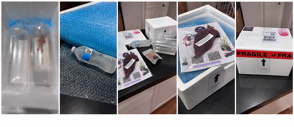 Five-panel collage showing an axolotl shipping package and unpacking process: two bagged axolotls inside a white foam box, blue bubble wrap and a chilled water bottle, unpacked contents laid out on a black countertop, an open insulated box with care information and extras, and the sealed white shipping box wrapped with red “FRAGILE” tape.Aug 31, 2026, 01_24_07 PM.png