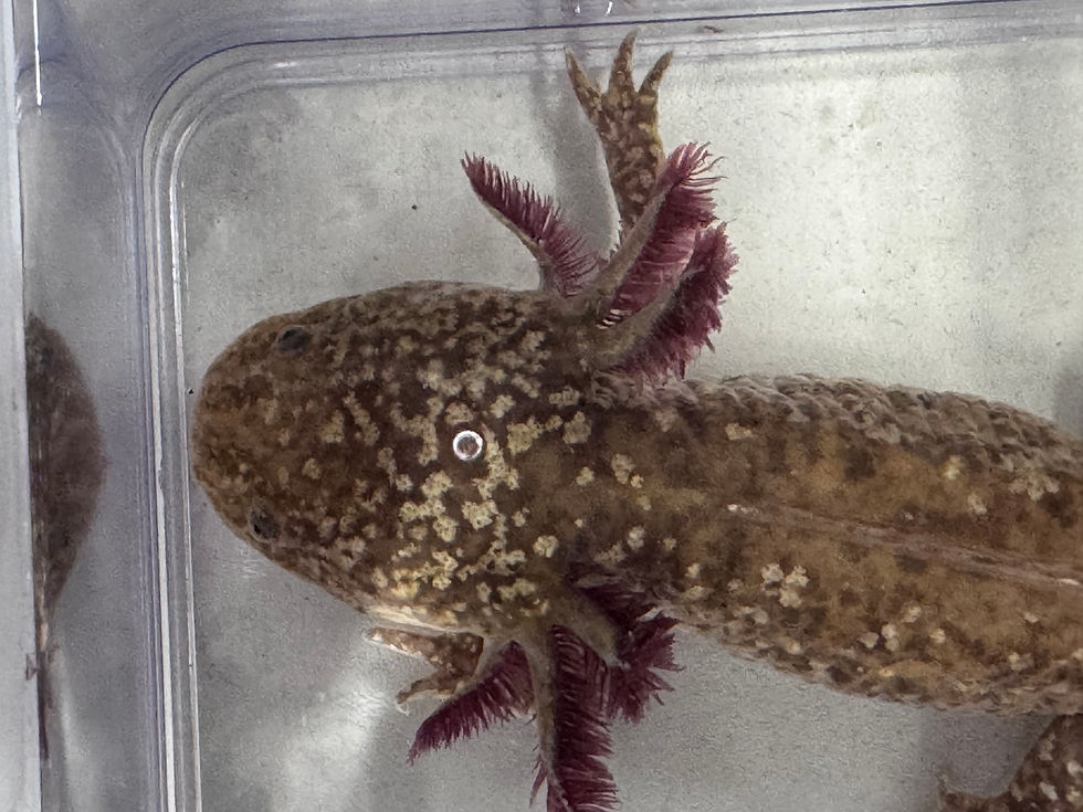Thumbnail: “Lenny” High Iridophore Copper Male
