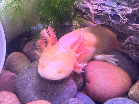 🌡️ Axolotl Temperature Guide Australia: Ideal Ranges, Risks & Cooling Methods