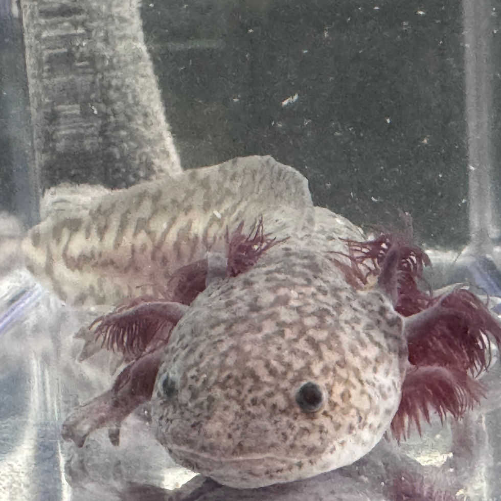 Thumbnail: Gizmo Axanthic Copper Male Axolotl with smoky colouring, full gills and a distinctive cranial glow.