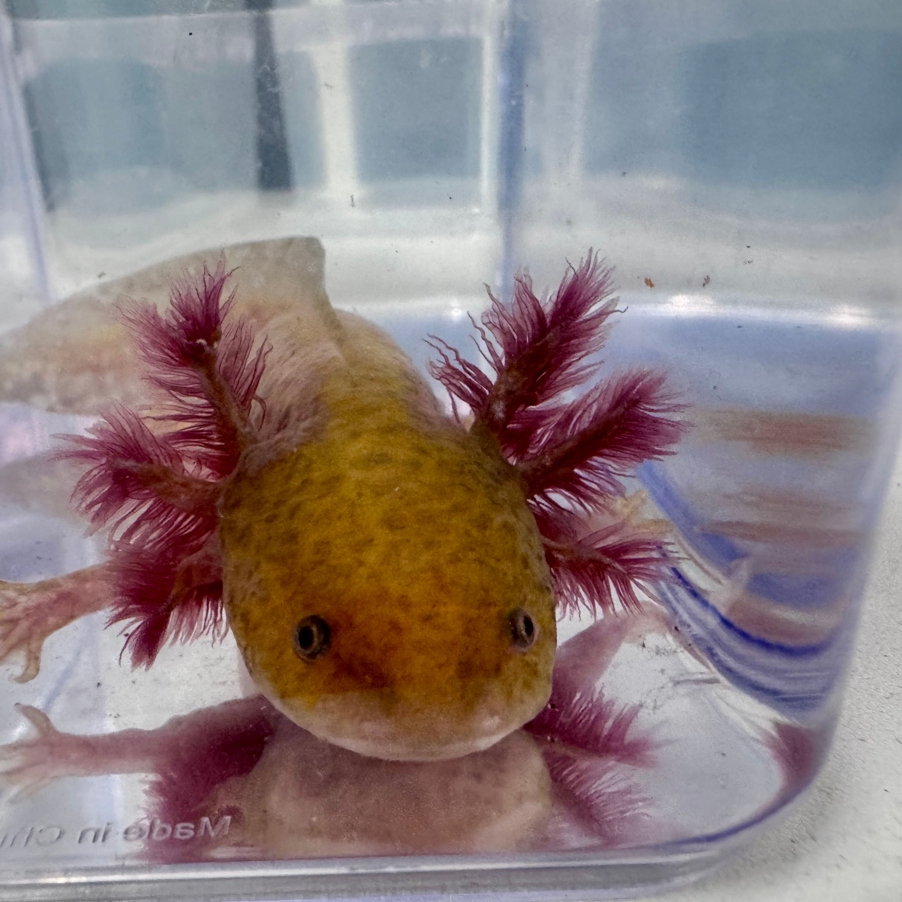 “Squishy” Hypo Copper Axolotl