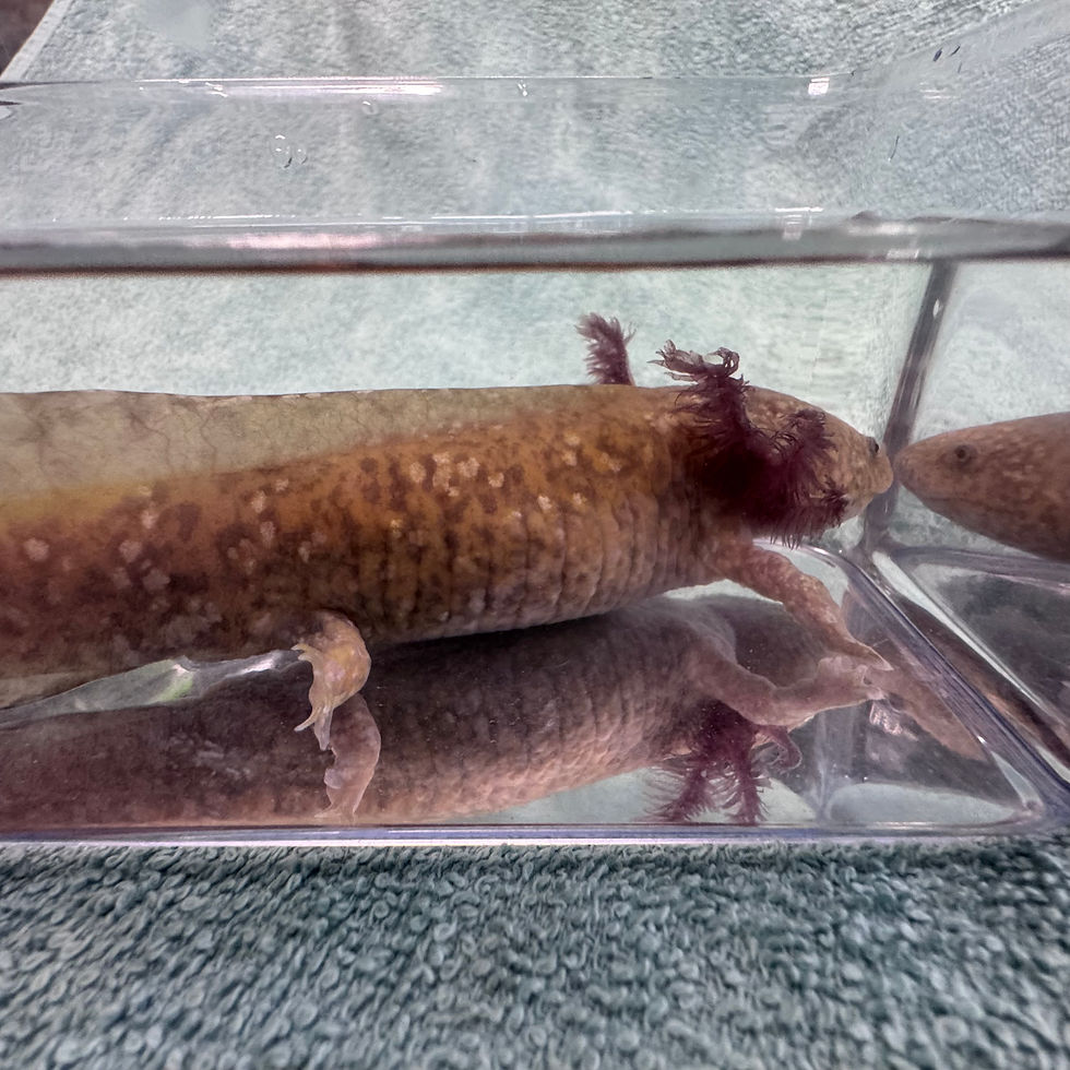 Thumbnail: Ozzie Copper Male