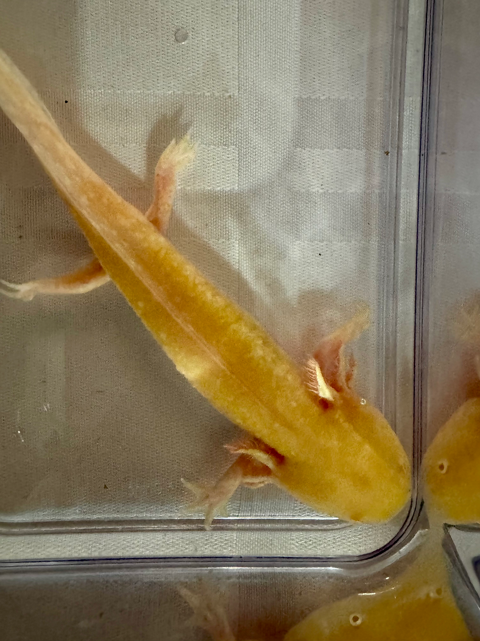 Thumbnail: “Flick” Axanthic golden Albino 
