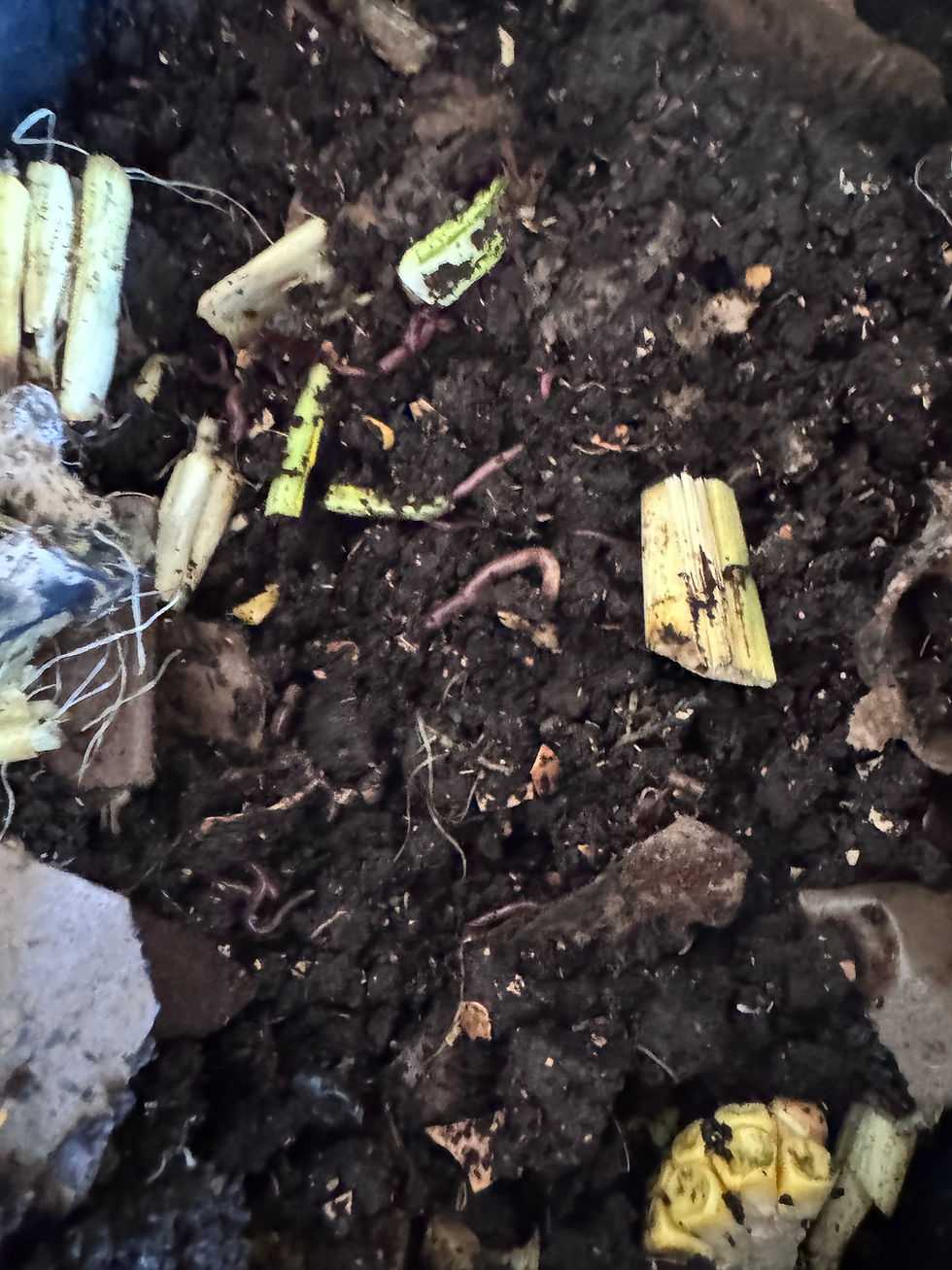 Thumbnail: Mini Worm Farm