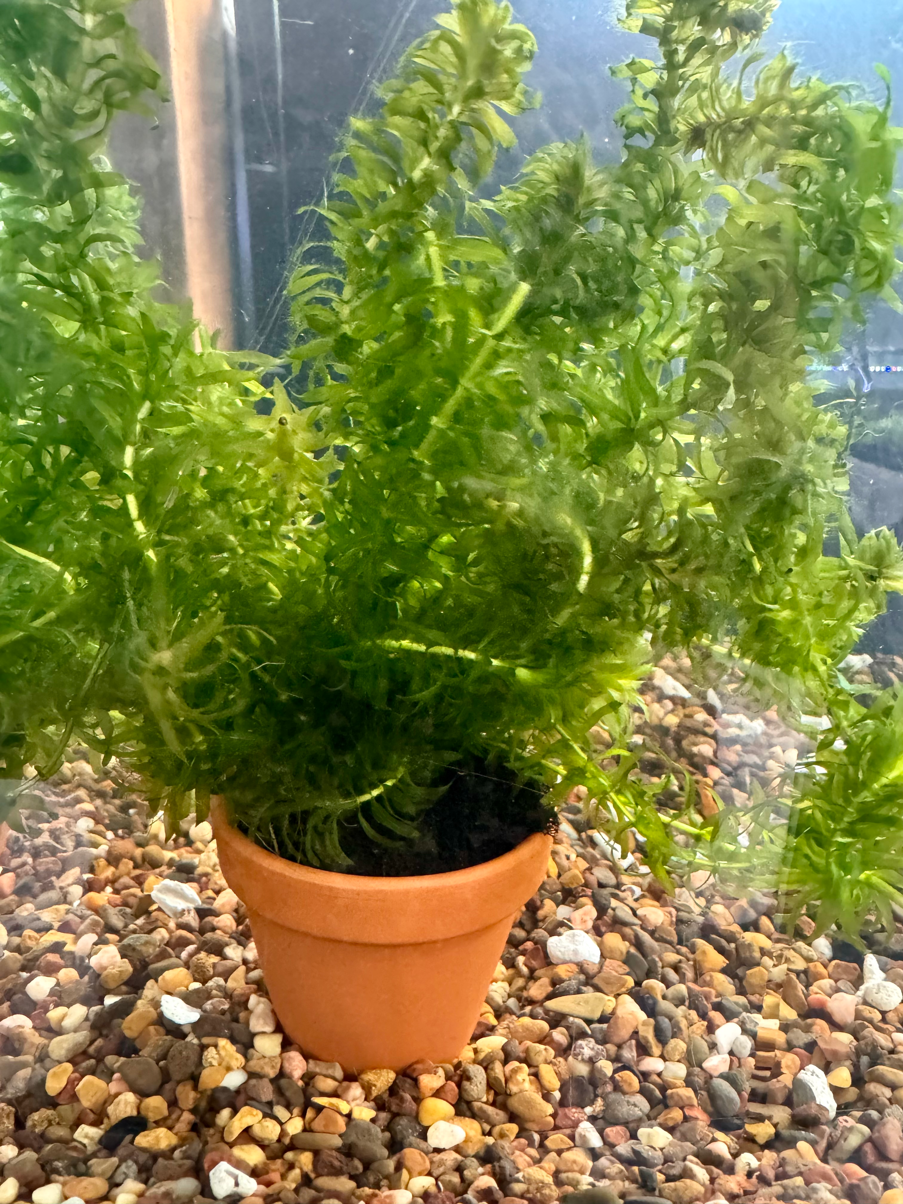 Potted Elodia in Terracotta Pot