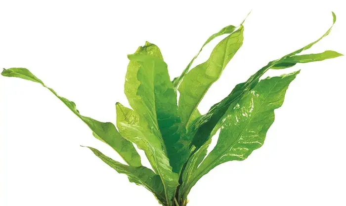 Extra Large Java Fern Microsorum pteropus live aquarium plant attached to driftwood in an axolotl and freshwater aquarium