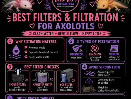 Best Filters and Filtration for Axolotls: Choosing the Right Filter for a Clean, Healthy Tank