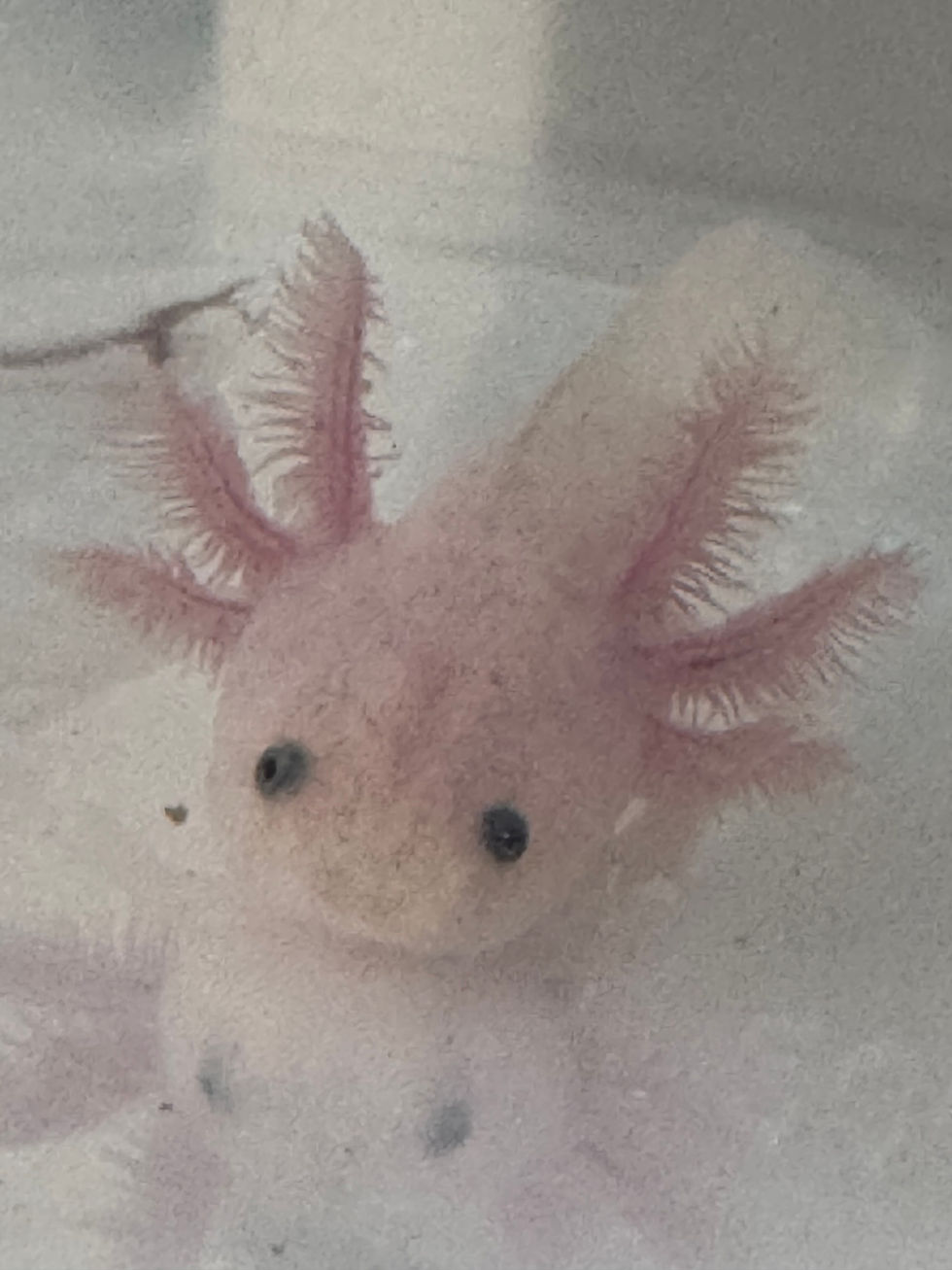 Leucistic juvenile axolotl with pale pink-white body and feathery gills at Little Lotl’s Australia
