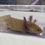 Thumbnail: Bazza Male Copper Axolotl 