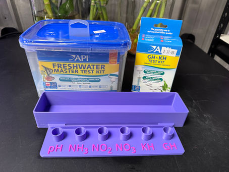 Why Regular Water Testing Matters for Every Axolotl Keeper