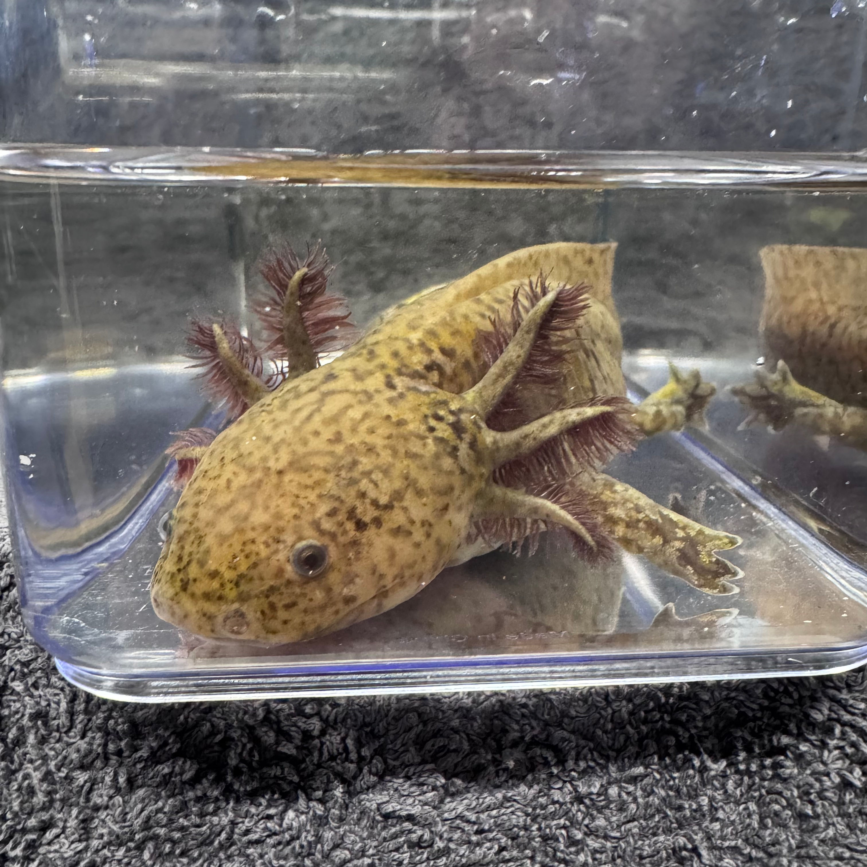 Gidget visually confirmed male copper axolotl approximately 25 cm at Little Lotl's Australia
