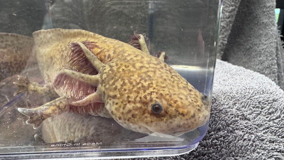 Thumbnail: Oscar Copper Male Axolotl with high iridophore sparkle, healthy gills and warm copper colouring.