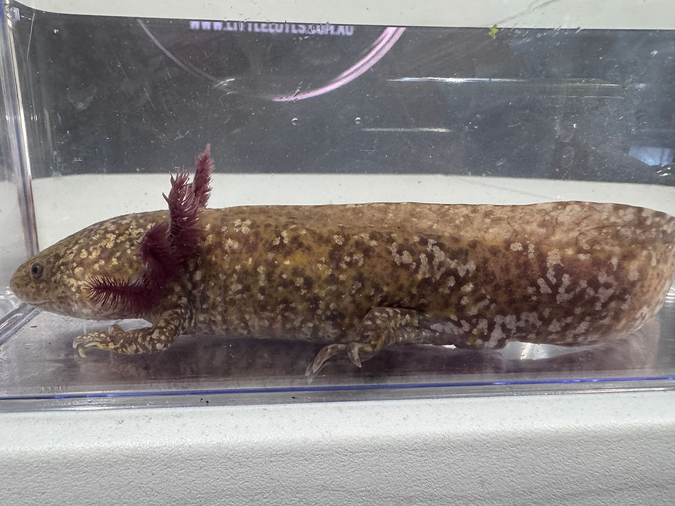 Thumbnail: “Lenny” High Iridophore Copper Male