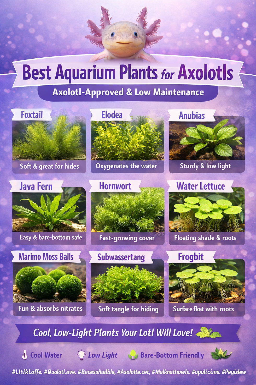 The Best Aquarium Plants for Axolotls
