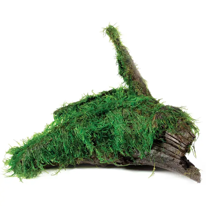 Large Fontinalis Moss live aquarium plant attached to driftwood for axolotl, shrimp and freshwater aquariums in Australia