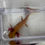 Thumbnail: “Squishy” Hypo Copper Axolotl