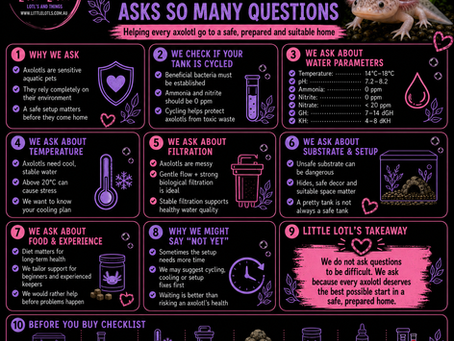 Why Little Lotl’s asks so many questions before buying an axolotl infographic, showing an Australian axolotl care guide with tank cycling, safe water parameters, temperature control, filtration, substrate safety, food, keeper experience and a before-you-buy checklist for prepared axolotl homes.