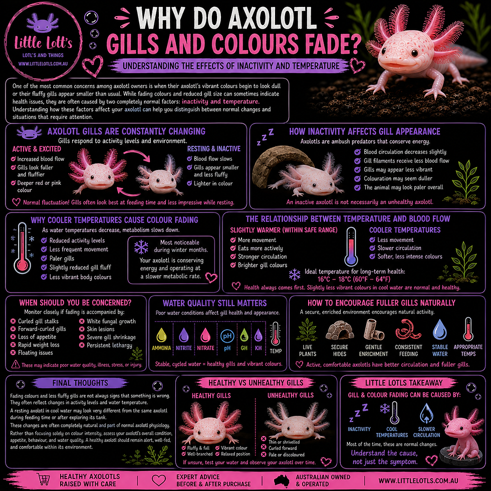 Why Do Axolotl Gills and Colours Fade? Understanding the Effects of Inactivity and Temperature
