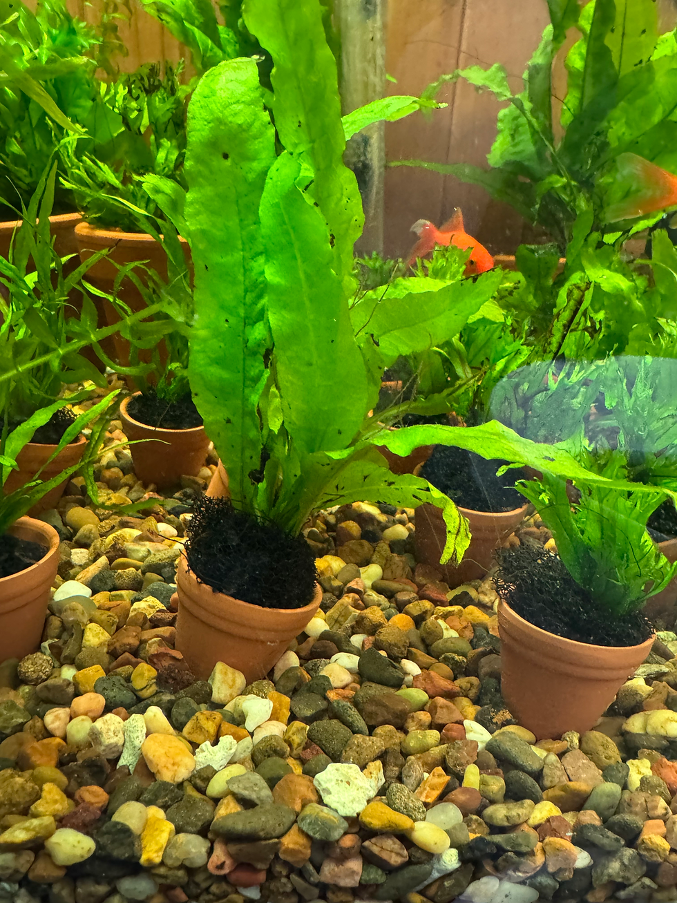 Thumbnail: Mini potted plants 
