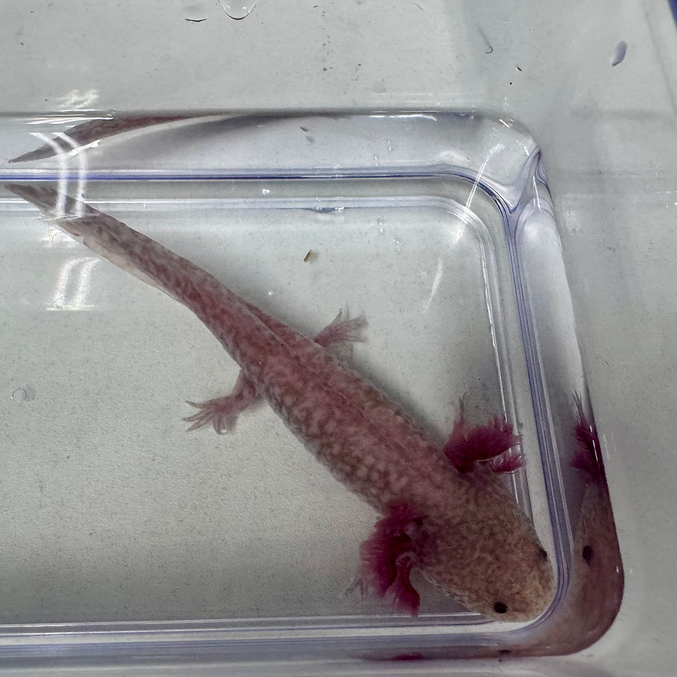 Thumbnail: Donut Axanthic Copper Axolotl 