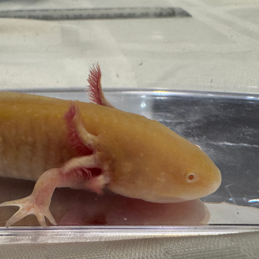 Thumbnail: “Flick” Axanthic golden Albino 